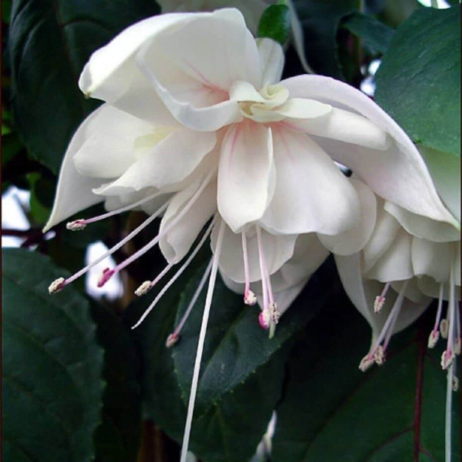 White Double Petals Fuchsia Seeds 