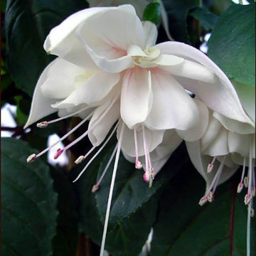 White Double Petals Fuchsia Seeds 