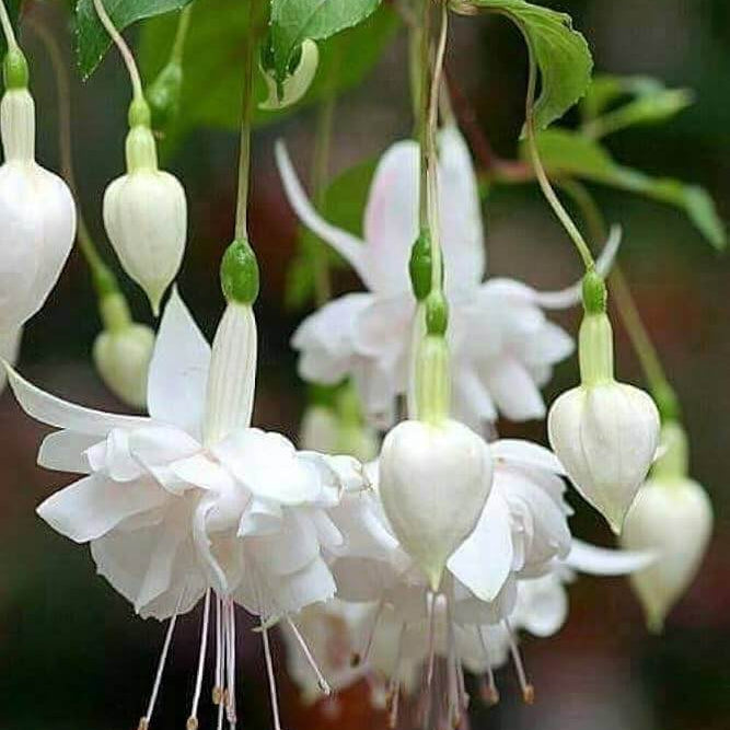 White Double Petals Fuchsia Seeds 