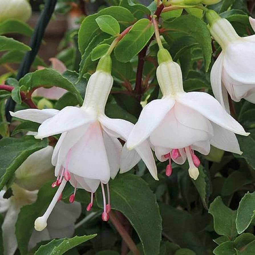 White Double Petals Fuchsia Seeds 