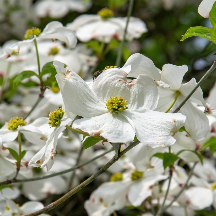 White Eastern Dogwood Seeds - Flower Plant