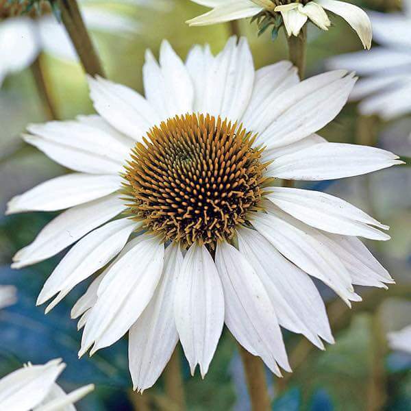 White Echinacea Seeds