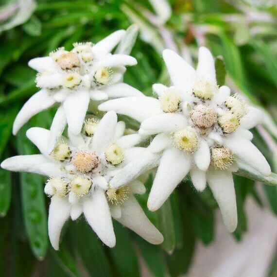 White Edelweiss Leontopodium Alpinum Seeds - Flower Plant