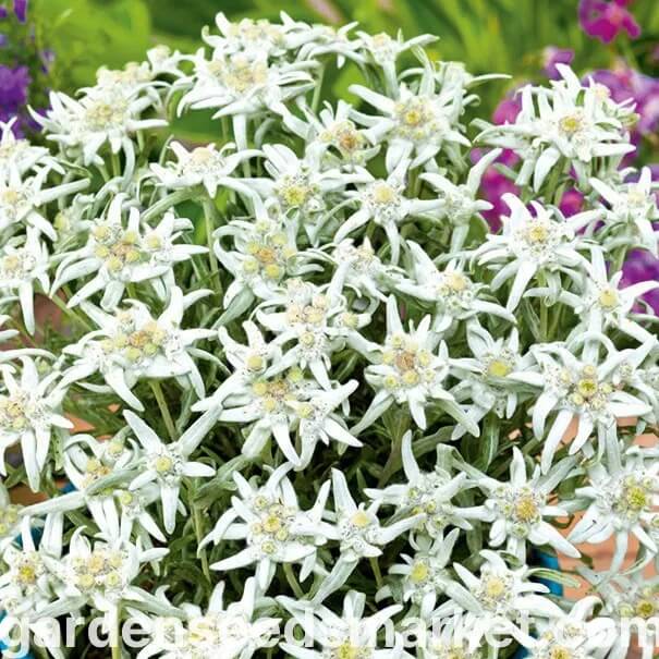 White Edelweiss Leontopodium Alpinum Seeds - Flower Plant