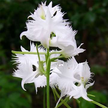 White Egret Orchid Seeds – Fringed Habenaria