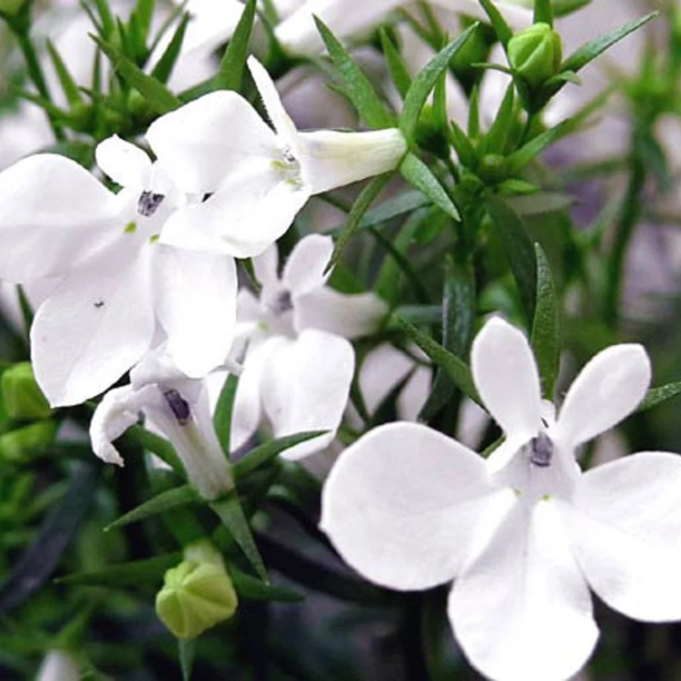 White Erinus Lobelia Seeds