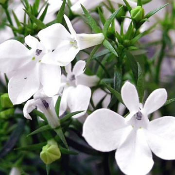 White Erinus Lobelia Seeds
