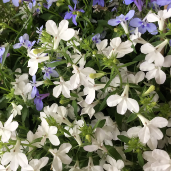 White Erinus Lobelia Seeds