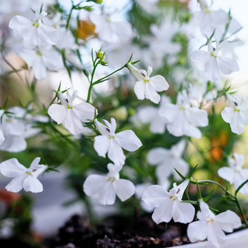 White Erinus Lobelia Seeds