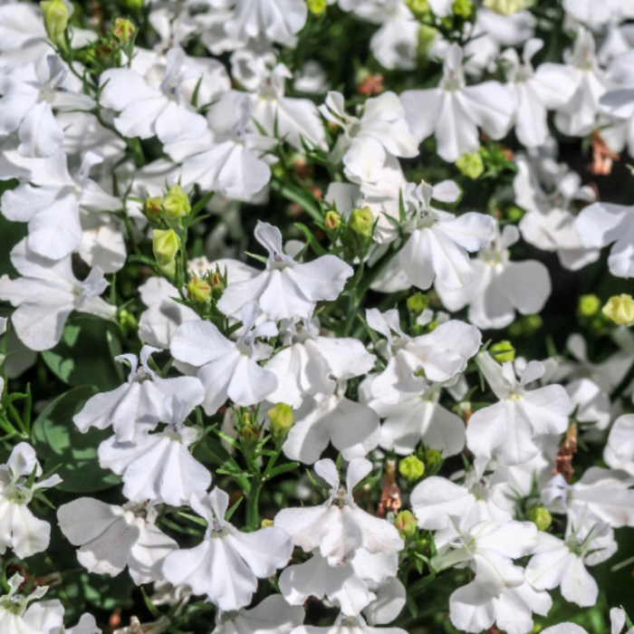 White Erinus Lobelia Seeds