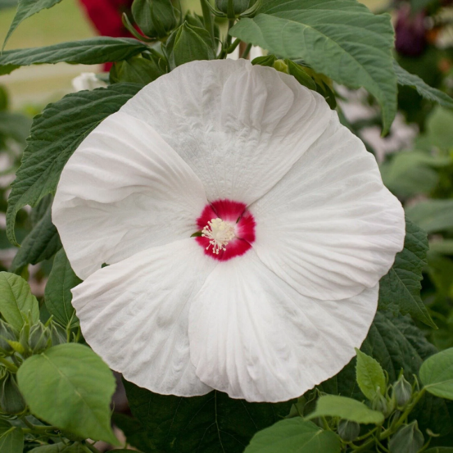White Eye Hibiscus Seeds 