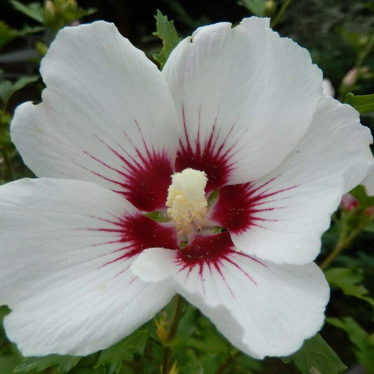 White Eye Hibiscus Seeds 