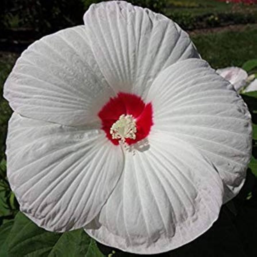 White Eye Hibiscus Seeds 