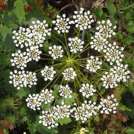 White Flower Anise Seeds 