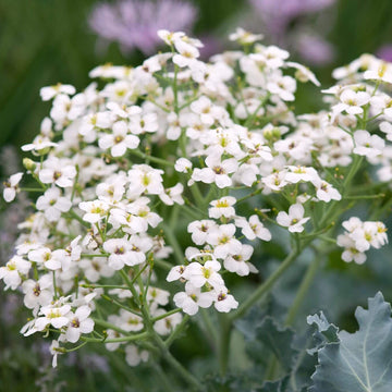 White Flower Sea Kale Seeds