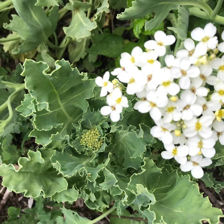 White Flower Sea Kale Seeds