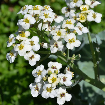 White Flower Sea Kale Seeds