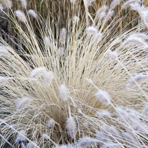 White Fountain Grass Seeds – Ornamental