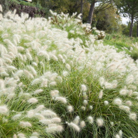 White Fountain Grass Seeds – Ornamental