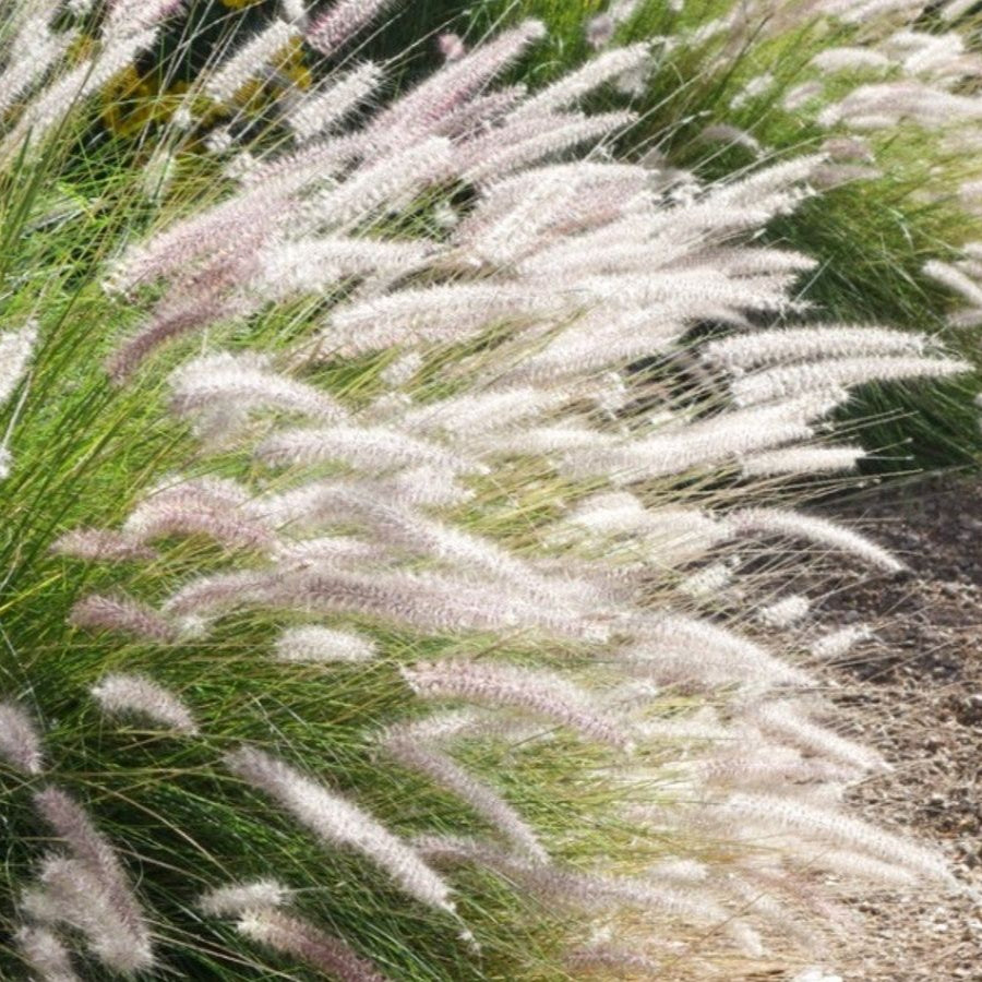 White Fountain Grass Seeds – Ornamental