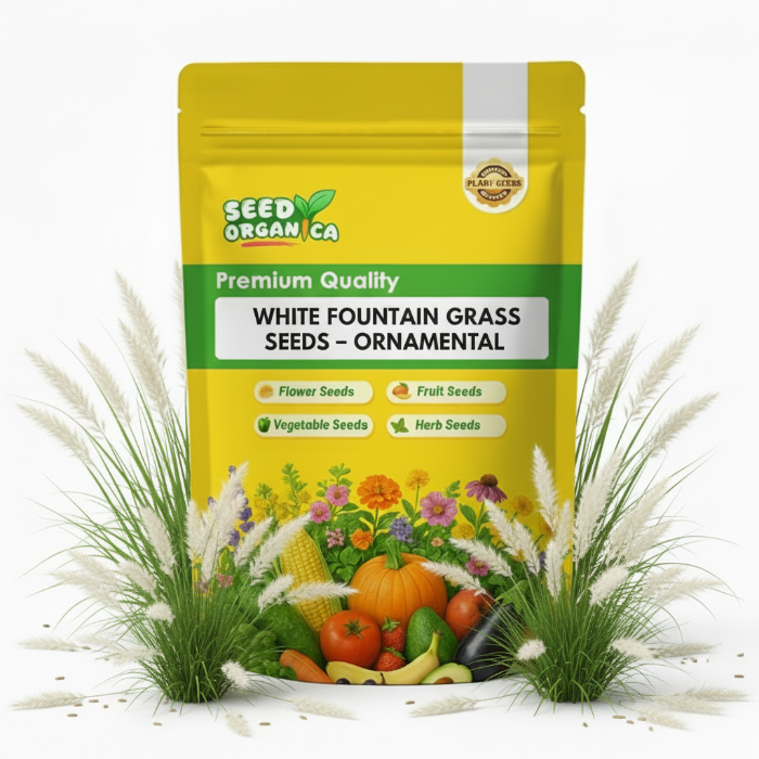 White Fountain Grass Seeds – Ornamental