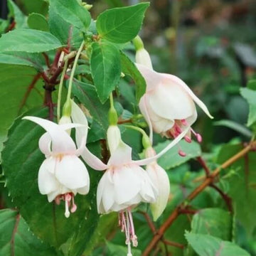 White Fuchsia Hybrid Seeds