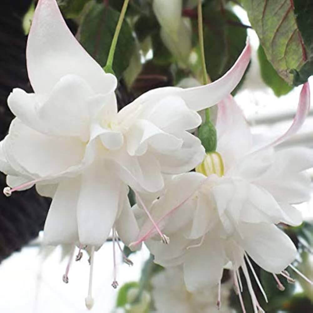 White Fuchsia Hybrid Seeds