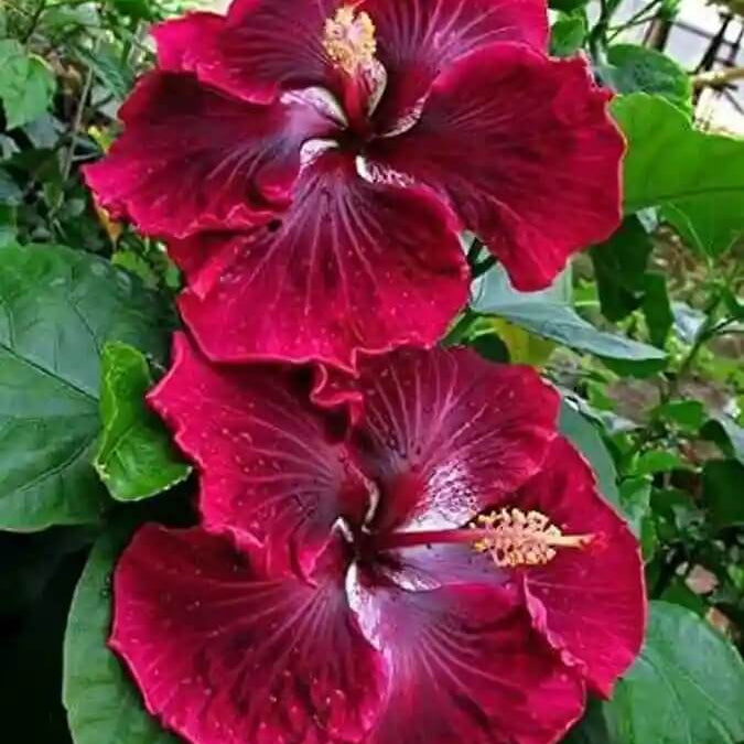 White Gladiolus Seeds – Wildflower Mix, Heirloom