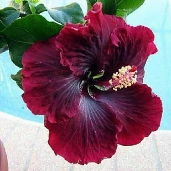 White Gladiolus Seeds – Wildflower Mix, Heirloom