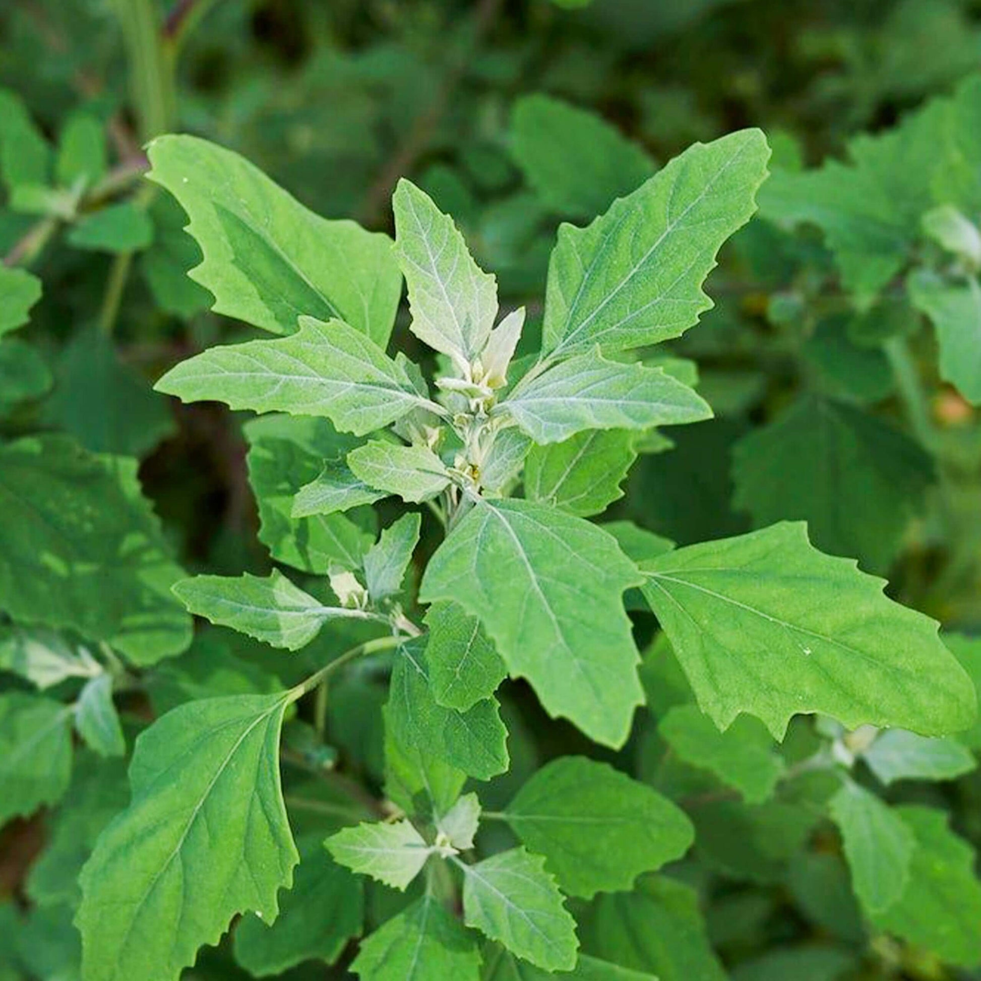 White Goosefoot Lambs Quarter Seeds - Vegetable Plant