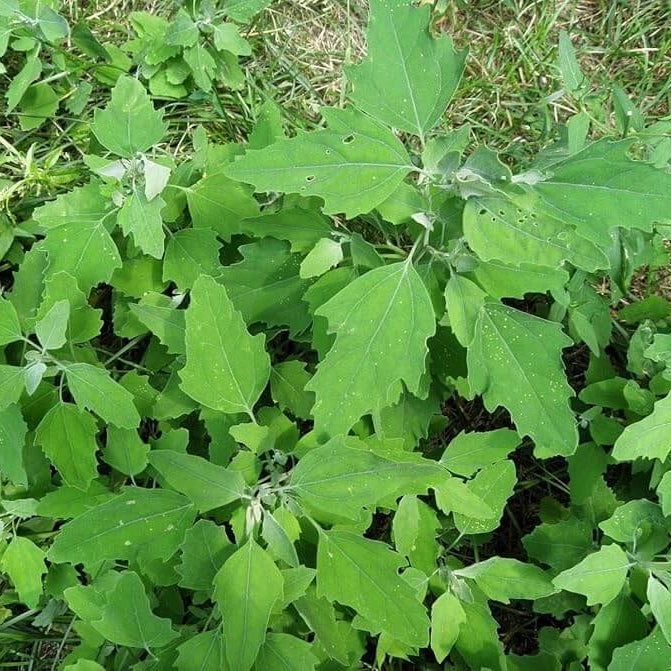 White Goosefoot Lambs Quarter Seeds - Vegetable Plantb