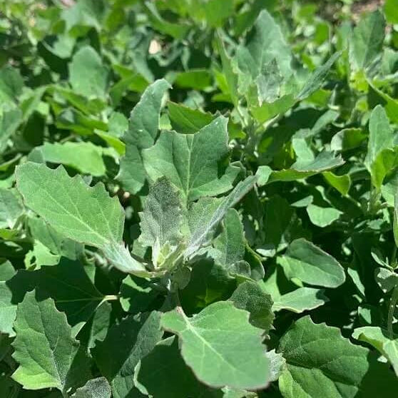 White Goosefoot Lambs Quarter Seeds - Vegetable Plant