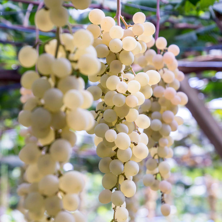 White Grape Seeds