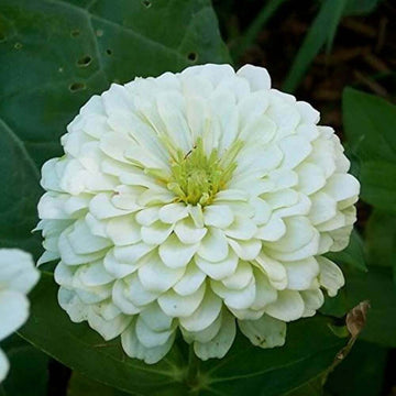 White Green Zinnia Seeds – Wildflower