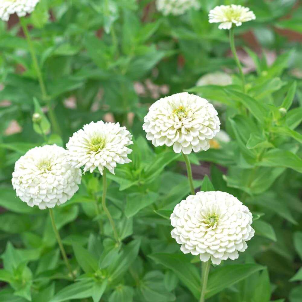 White Green Zinnia Seeds – Wildflower