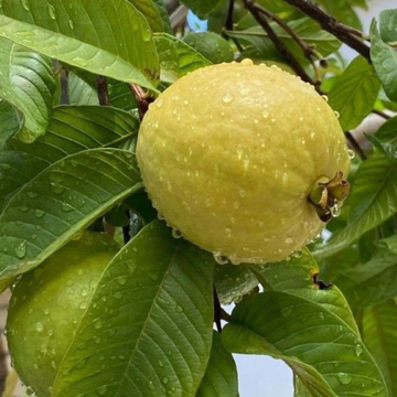 White Guava Seeds 