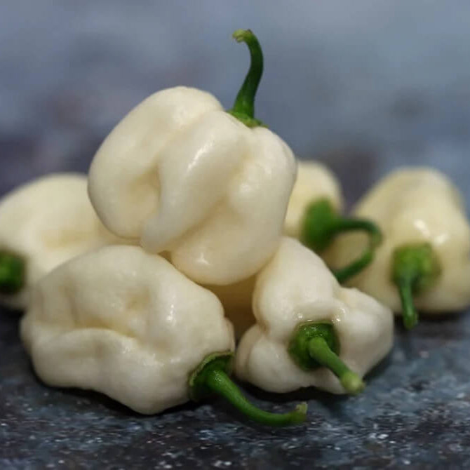 White Habanero Chili Seeds