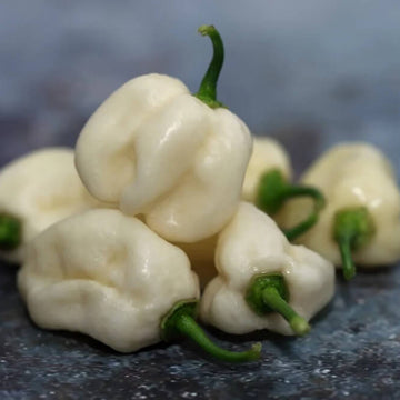 White Habanero Chili Seeds