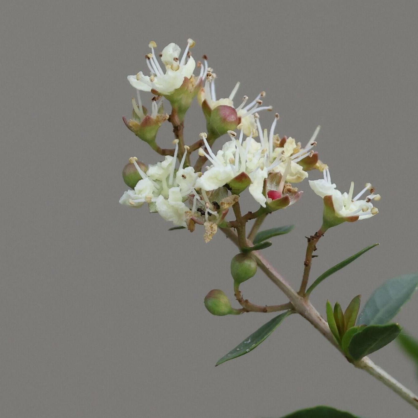 White Henna Seeds