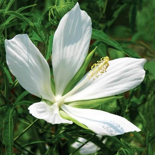 White Hibiscus Coccineus Seeds - Flower Plant