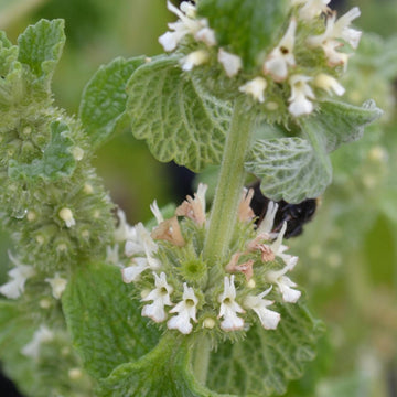 White Horehound Seeds – Marrubium vulgare