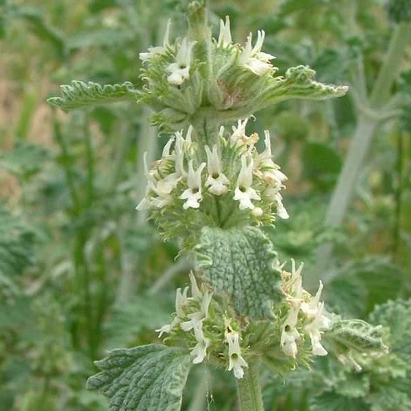 White Horehound Seeds – Marrubium vulgare