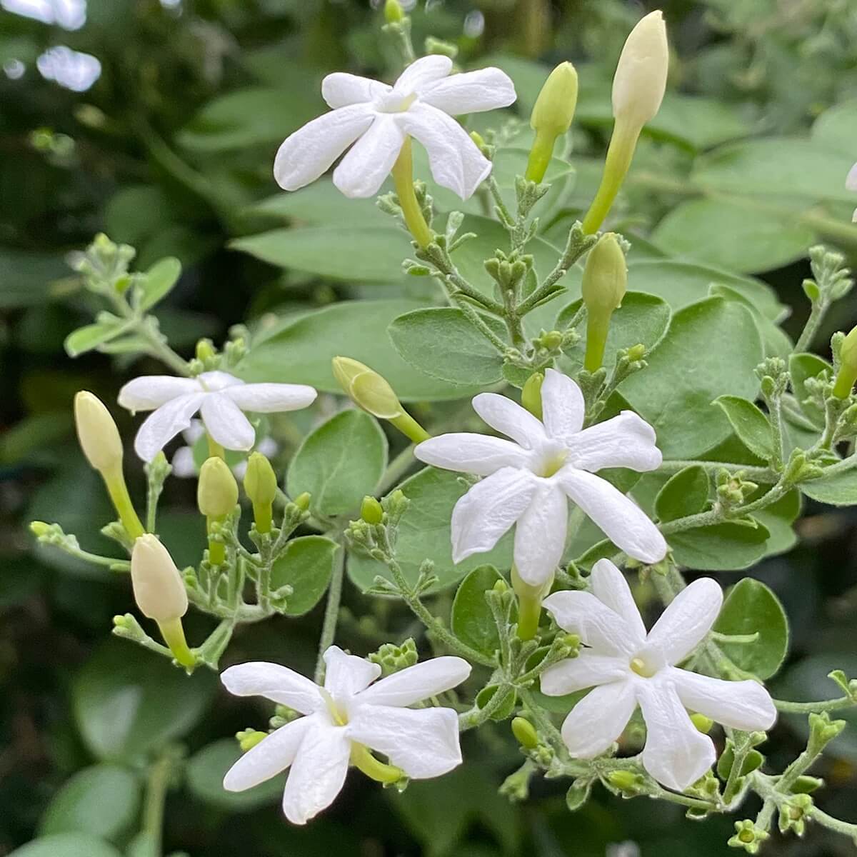 White Jasmine Seeds