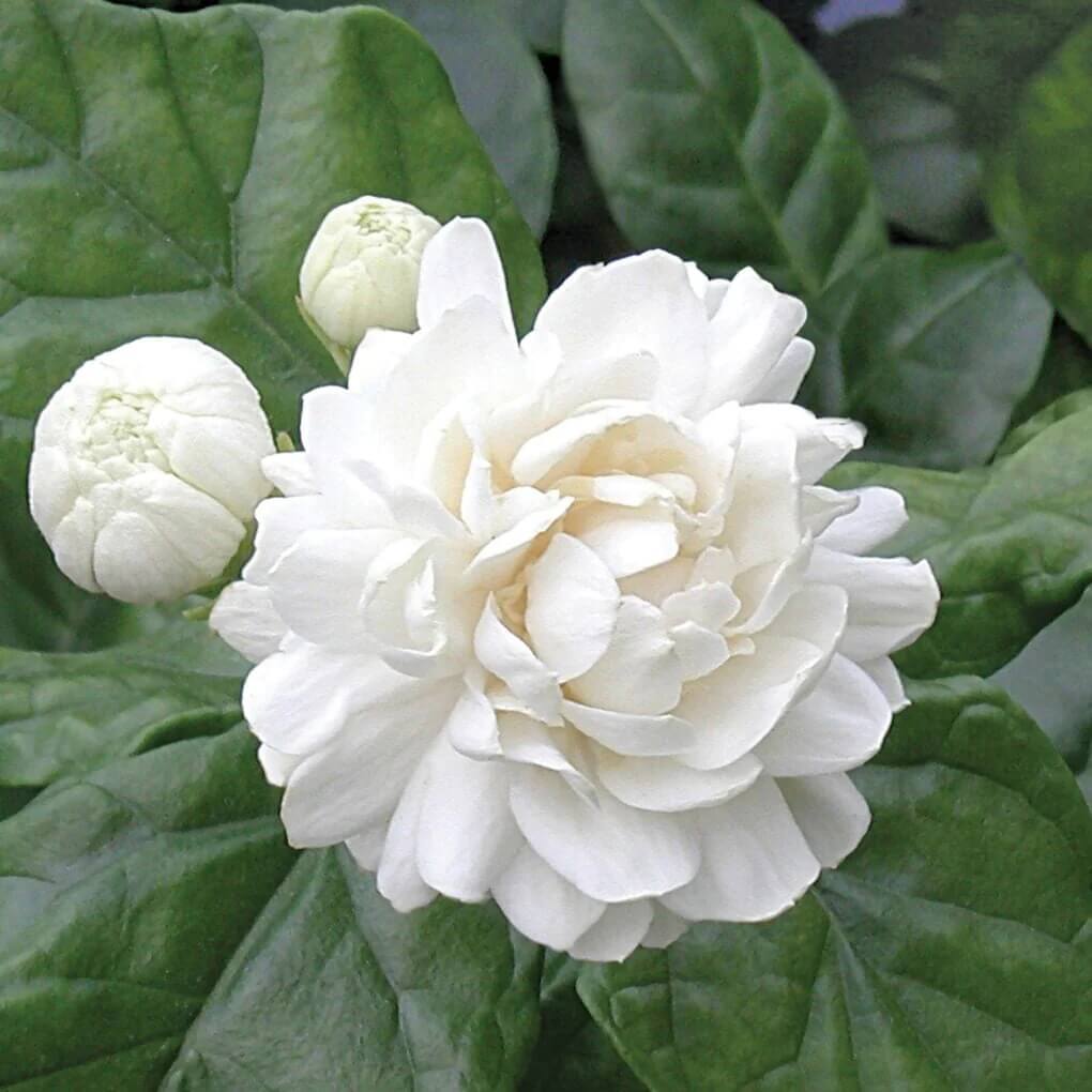 White Jasmine Seeds