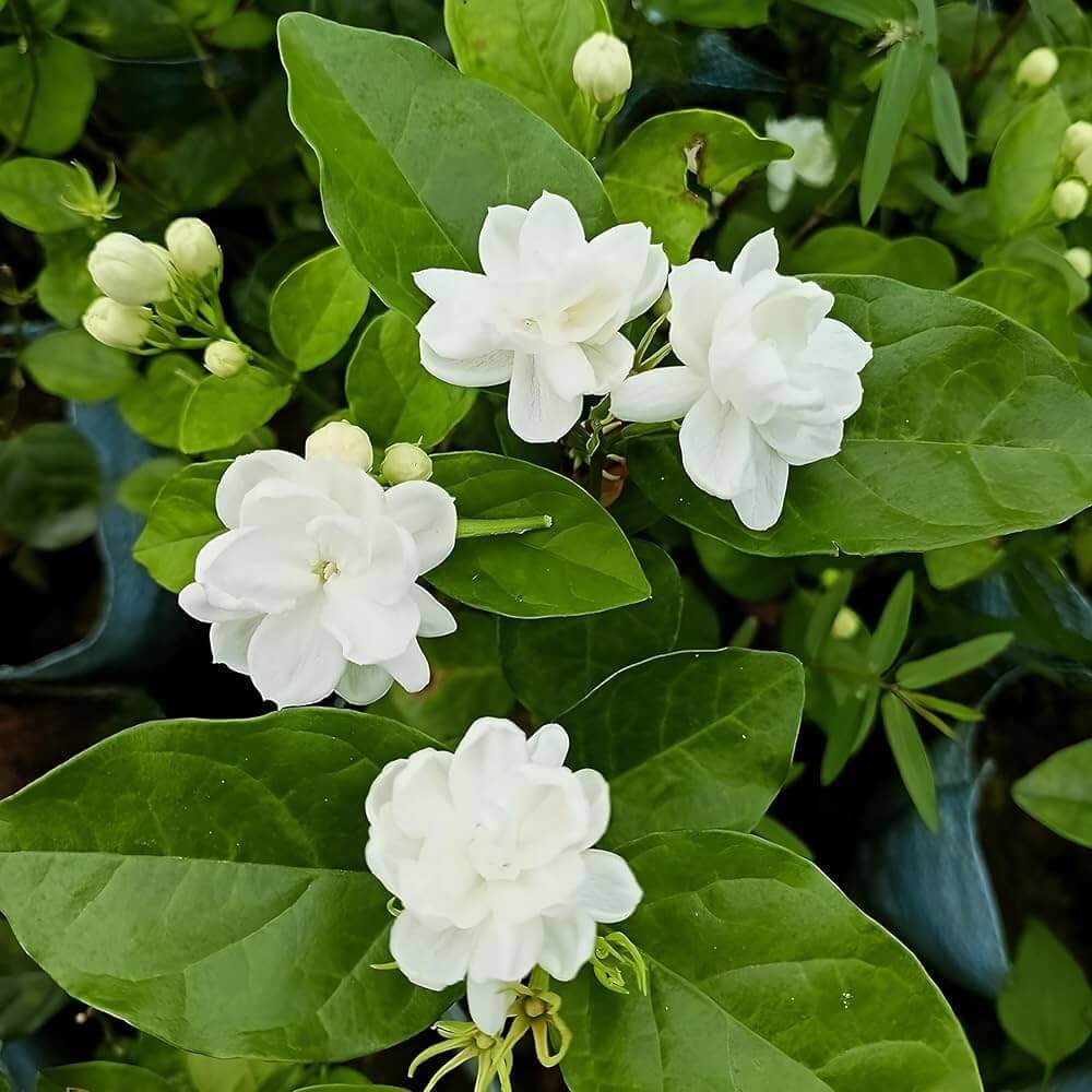 White Jasmine Seeds