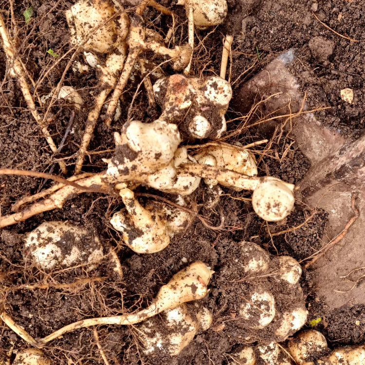 White Jerusalem Artichoke Seeds