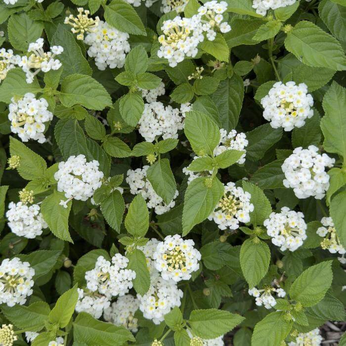 White Lantana Seeds - Flower Plant
