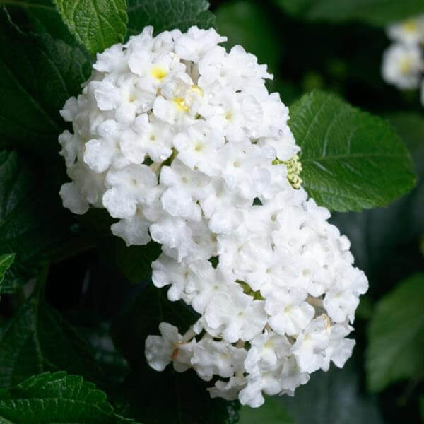 White Lantana Seeds - Flower Plant