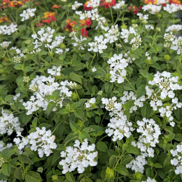 White Lantana Seeds - Flower Plant