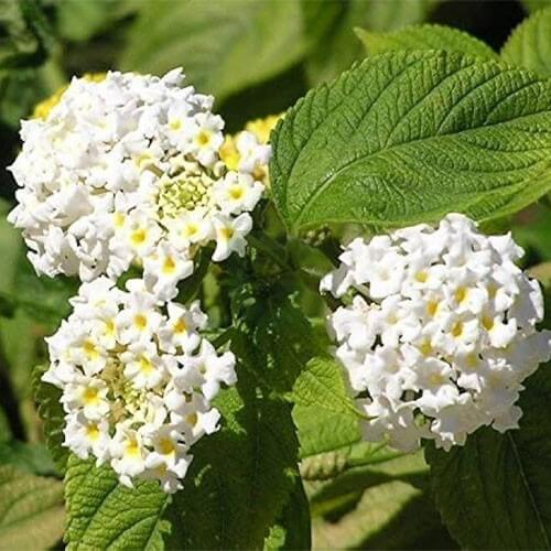 White Lantana Seeds - Flower Plant